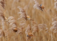 Sykorice vousata - Panurus biarmicus - Bearded Reedling o3955